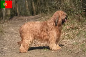 Přečtete si více ze článku Chovatelé briardů a štěňata v Portugalsku
