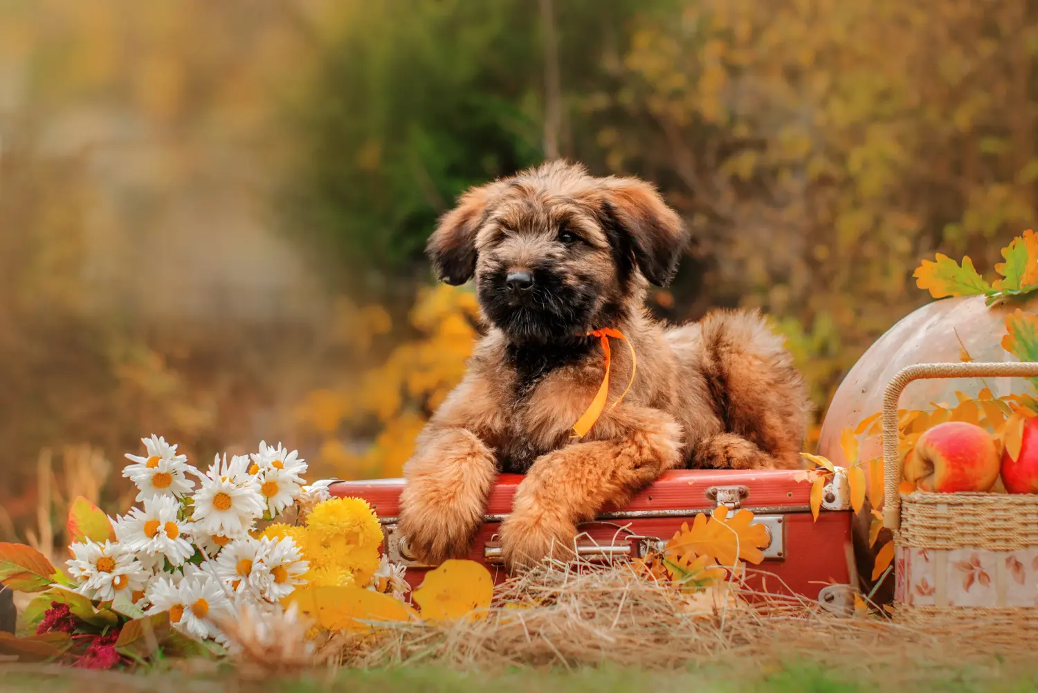 Koupit si štěně briarda znamená převzít odpovědnost! Prodám štěňata briardů.