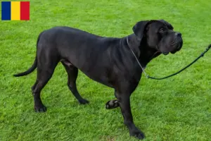 Přečtete si více ze článku Chovatelé a štěňata Cane Corso Italiano v Rumunsku