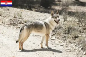 Přečtete si více ze článku Chovatelé československých vlčáků a štěňat v Chorvatsku