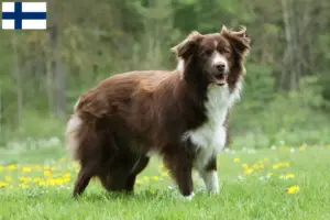 Přečtete si více ze článku Chovatelé border kolií a štěňat ve Finsku
