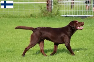 Přečtete si více ze článku Chovatelé labradorů a štěňat ve Finsku