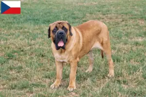 Přečtete si více ze článku Chovatelé mastifů a štěňat v České republice