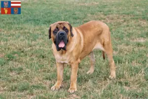 Přečtete si více ze článku Chovatelé mastifů a štěňat na jižní Moravě