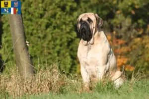 Přečtete si více ze článku Chovatelé mastifů a štěňat v Moravskoslezském kraji