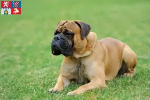 Přečtete si více ze článku Chovatelé mastifů a štěňat v Pardubicích