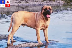 Přečtete si více ze článku Chovatelé mastifů a štěňat na Vysočině