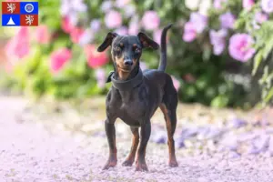 Přečtete si více ze článku Chovatel miniaturních pinčů a štěňat v Liberci