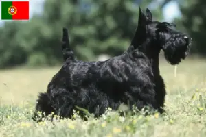 Přečtete si více ze článku Chovatelé skotských teriérů a štěňat v Portugalsku