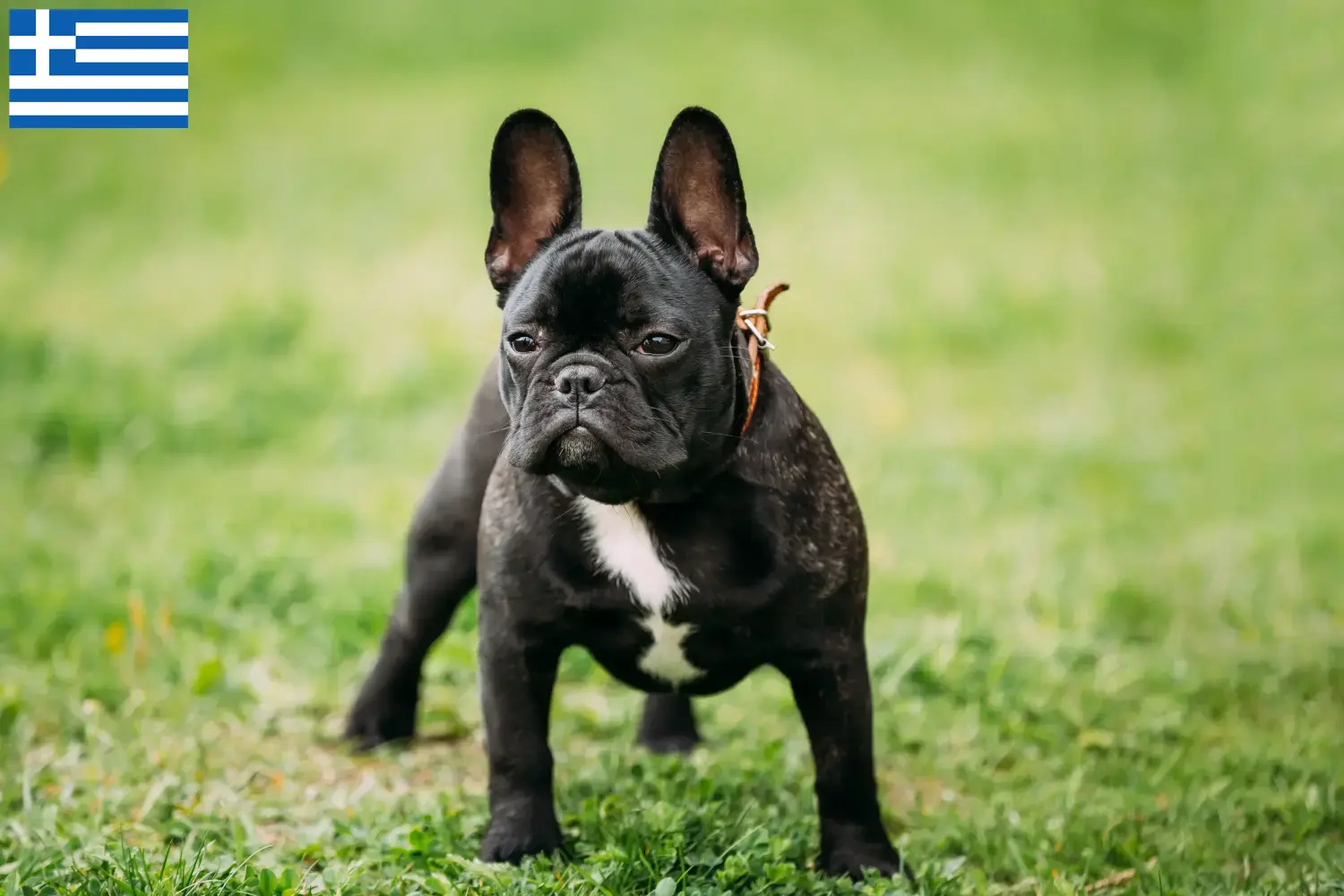 Štěňata a chovatelé francouzských buldočků Řecko Zde najdete chovatele francouzských buldočků v Řecku.