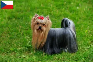 Přečtete si více ze článku Chovatelé jorkšírských teriérů a štěňat v České republice