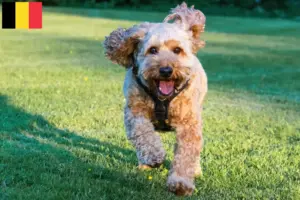 Přečtete si více ze článku Chovatelé kokršpanělů a štěňat v Belgii