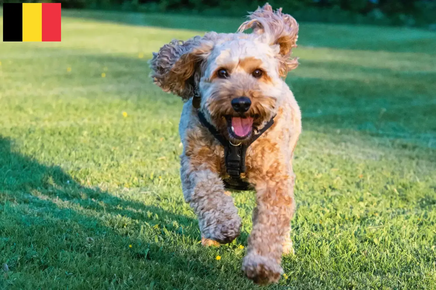 Štěňata a chovatelé kokršpanělů Belgie Zde najdete chovatele kakaduů v Belgii.