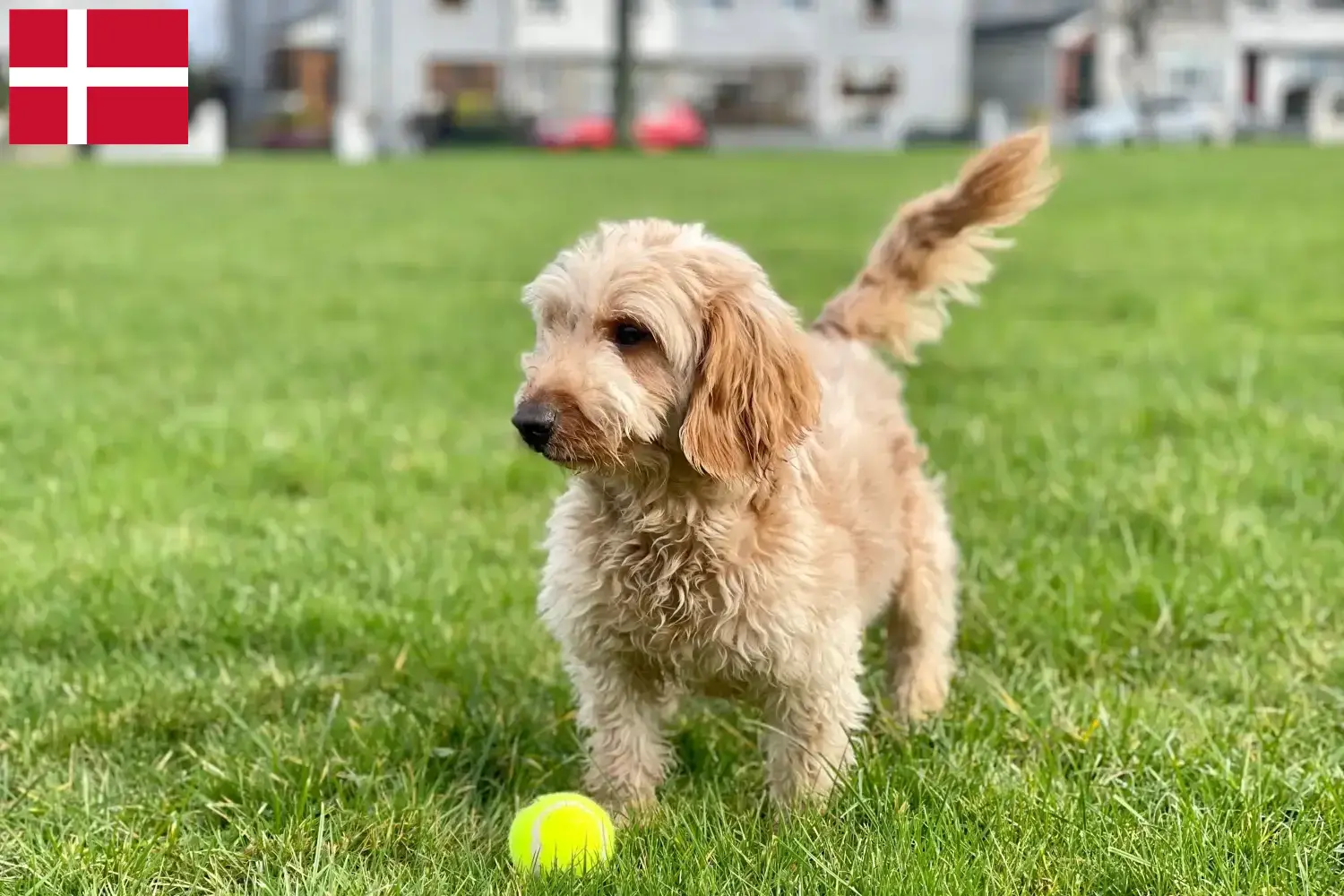 Přečtete si více ze článku Chovatelé kokršpanělů a štěňat v Dánsku