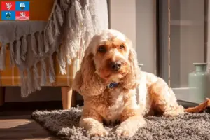 Přečtete si více ze článku Chovatelé kokršpanělů a štěňat v Karlových Varech