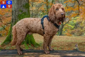 Přečtete si více ze článku Chovatelé kokršpanělů a štěňat v Liberci