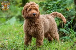 Přečtete si více ze článku Chovatelé kokršpanělů a štěňat v Praze