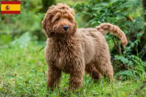 Přečtete si více ze článku Chovatelé kokršpanělů a štěňata ve Španělsku