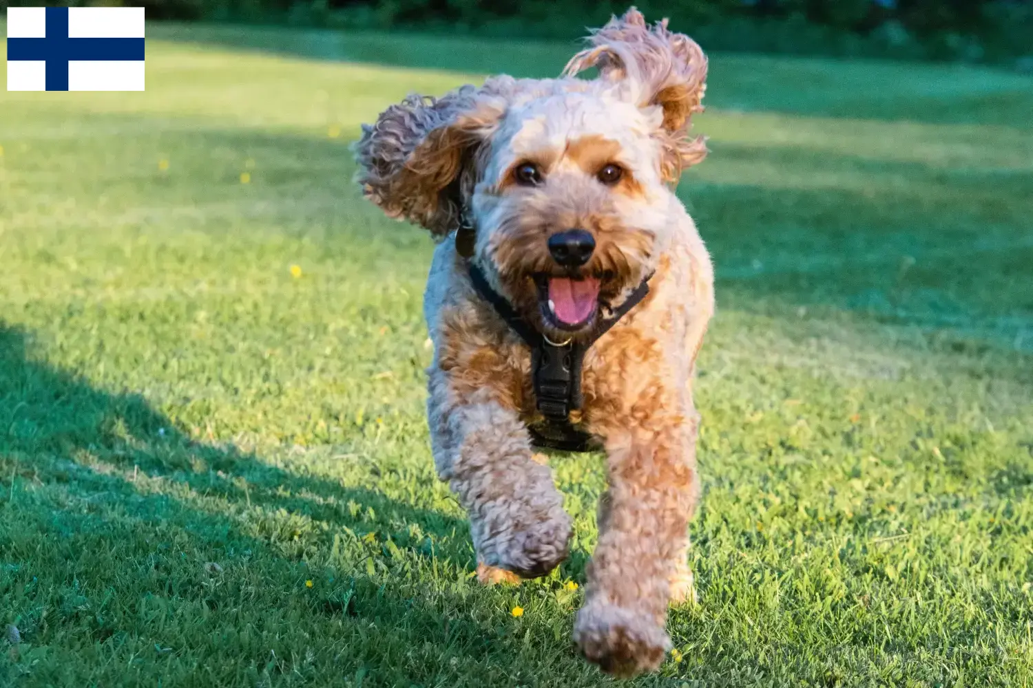 Štěňata a chovatelé kokršpanělů Finsko Zde najdete chovatele kakaduů ve Finsku.