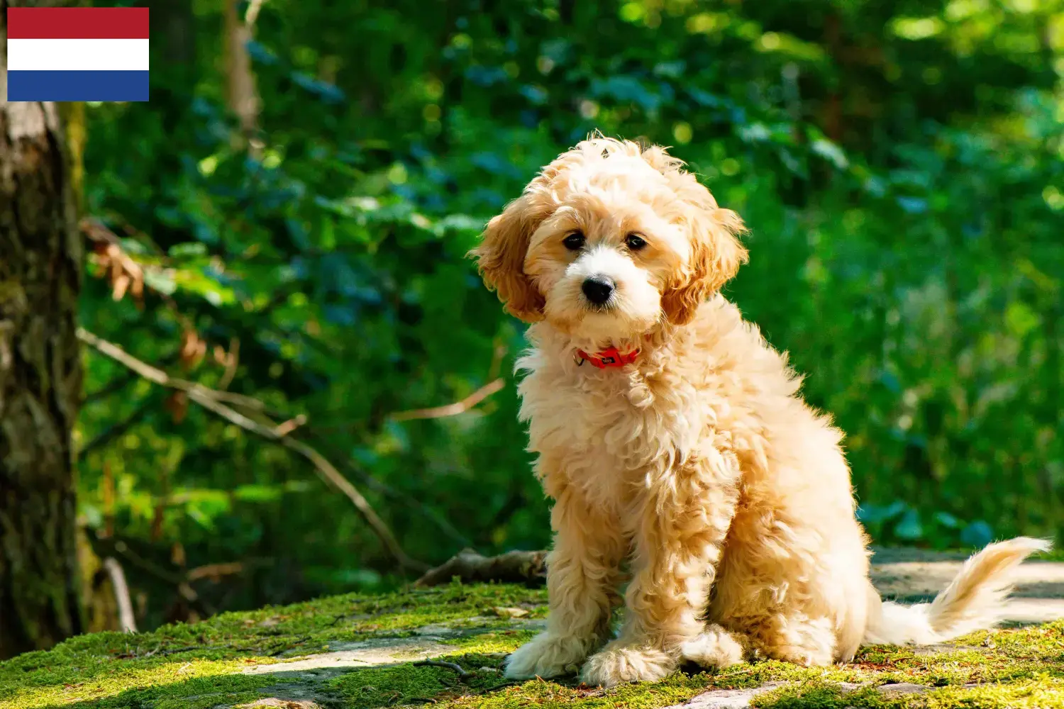 Štěňata kakadu a chovatelé Nizozemsko Zde najdete chovatele kakaduů v Nizozemsku.