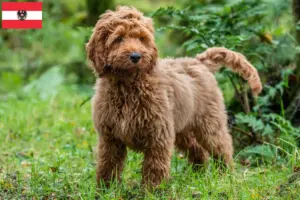 Přečtete si více ze článku Chovatelé kokršpanělů a štěňat v Rakousku