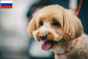 Přečtete si více ze článku Chovatelé maltipů a štěňat v Rusku