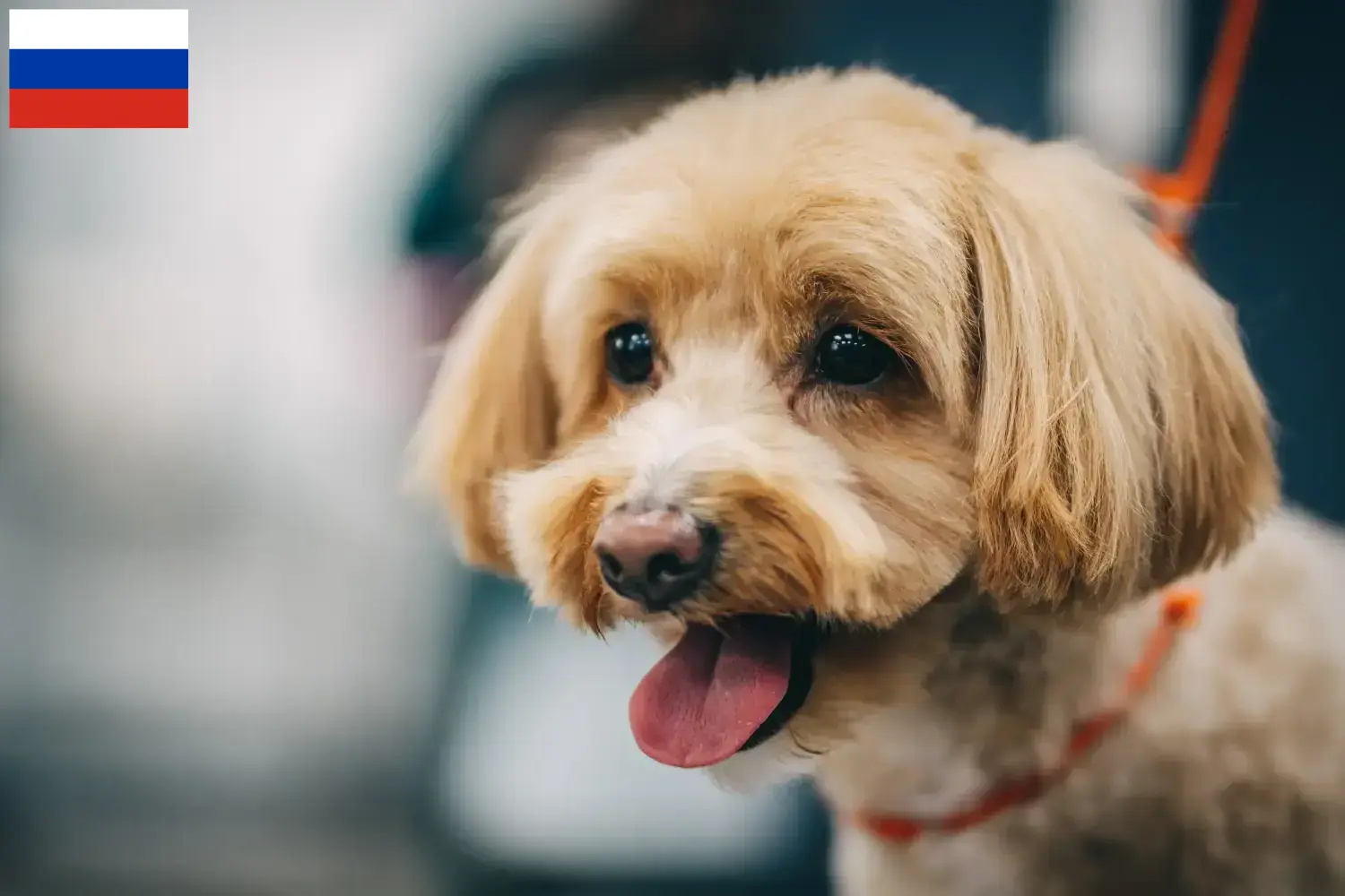 Přečtete si více ze článku Chovatelé maltipů a štěňat v Rusku