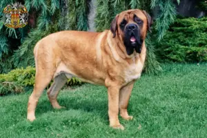 Přečtete si více ze článku Chovatelé mastifů a štěňat v Praze