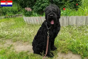 Přečtete si více ze článku Chovatelé ruských černých teriérů a štěňat v Chorvatsku