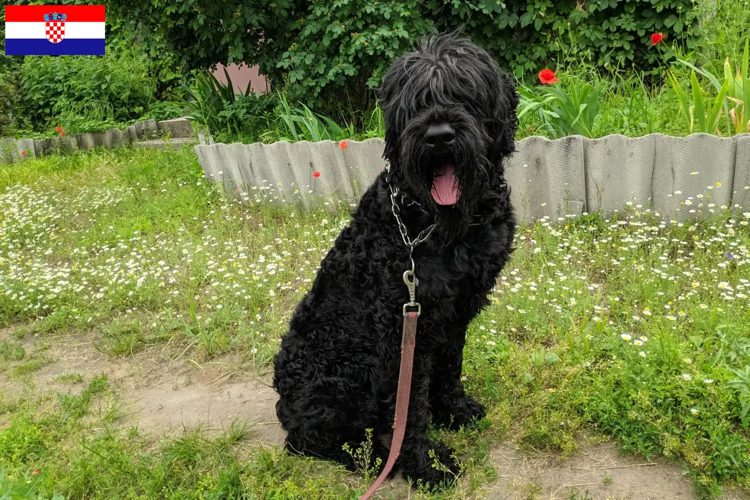 Přečtete si více ze článku Chovatelé ruských černých teriérů a štěňat v Chorvatsku