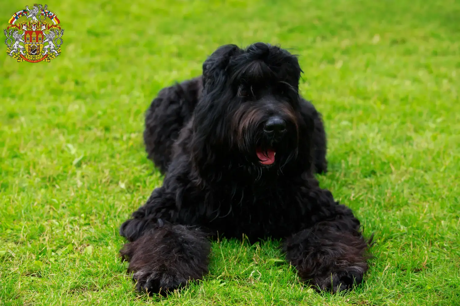 Přečtete si více ze článku Chovatelé ruských černých teriérů a štěňat v Praze