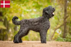 Přečtete si více ze článku Chovatelé ruských černých teriérů a štěňata v Dánsku