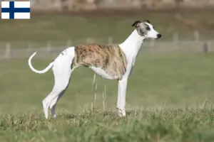 Přečtete si více ze článku Chovatelé vipetů a štěňata ve Finsku