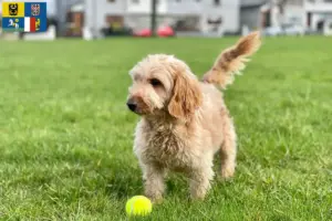 Přečtete si více ze článku Chovatelé kokršpanělů a štěňat v Moravskoslezském kraji