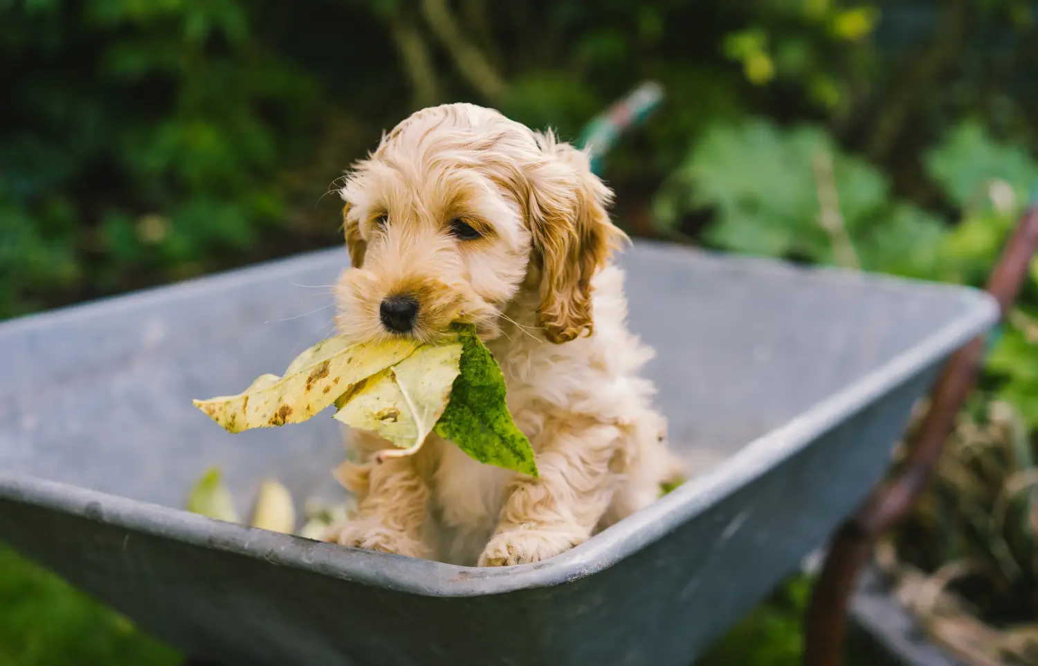 Koupě štěněte kokršpaněla znamená převzetí zodpovědnosti! Prodám štěňata kokršpanělů.