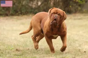 Přečtete si více ze článku Chovatelé a štěňata Dogue de Bordeaux v USA