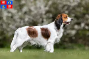 Přečtete si více ze článku Chovatelé holandských kooikerhondejů a štěňat v Hradci Králové