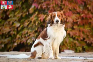 Přečtete si více ze článku Chovatelé holandských kooikerhondje a štěňat v Pardubicích