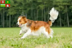 Přečtete si více ze článku Chovatelé holandských kooikerhondje a štěňat v Plzni