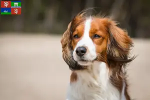 Přečtete si více ze článku Chovatelé holandského kooikerhondje a štěňata v Ústí