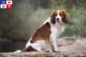 Přečtete si více ze článku Chovatelé holandských kooikerhondje a štěňat na Vysočině