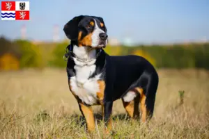 Přečtete si více ze článku Chovatelé horských psů a štěňat ve Středočeském kraji