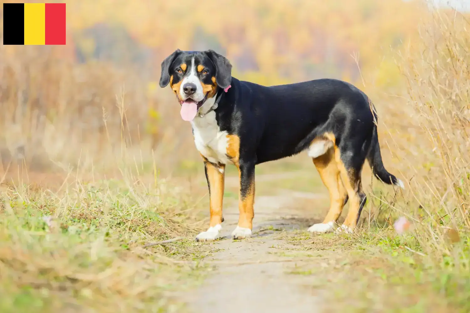 Entlebuchský horský pes Štěňata a chovatelé Belgie Najděte chovatele entlebucherských salašnických psů v Belgii.