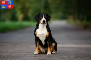 Přečtete si více ze článku Entlebuch horský pes chovatel a štěňata v Hradci Králové