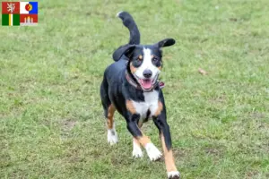 Přečtete si více ze článku Chovatelé a štěňata horských psů Entlebuch v jižních Čechách