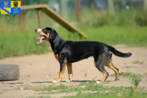 Přečtete si více ze článku Chovatelé a štěňata horských psů Entlebuch v Olomouci