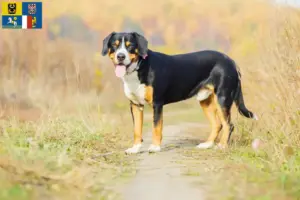 Přečtete si více ze článku Chovatelé horských psů Entlebuch a štěňata v Moravskoslezském kraji