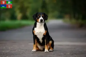 Přečtete si více ze článku Chovatelé a štěňata horských psů Entlebuch v Ústí nad Labem