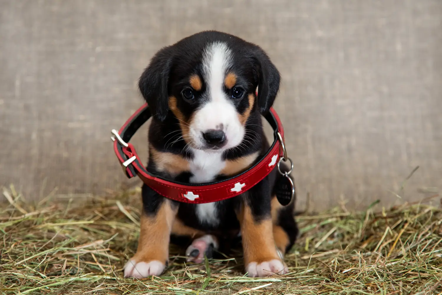 Koupě štěněte entlebuchského salašnického psa znamená převzetí odpovědnosti! Prodám štěňata Entlebuchského salašnického psa.