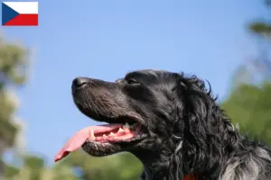 Přečtete si více ze článku Epagneul Bleu de Picardie chovatelé a štěňata v České republice